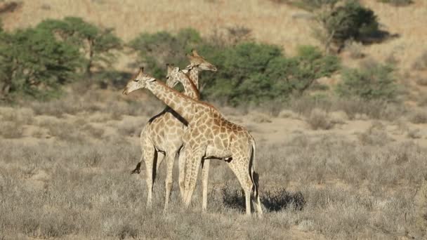 Touros Girafa Giraffa Camelopardalis Lutando Deserto Kalahari África Sul — Vídeo de Stock