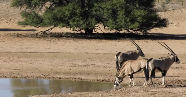 Antílopes Gemsbok Oryx Gazella Agua Potable Desierto Kalahari Sudáfrica — Vídeos de Stock