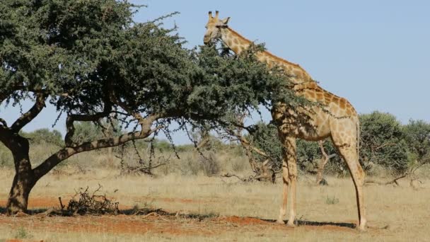Una Jirafa Giraffa Camelopardalis Alimentándose Árbol Sudáfrica — Vídeos de Stock