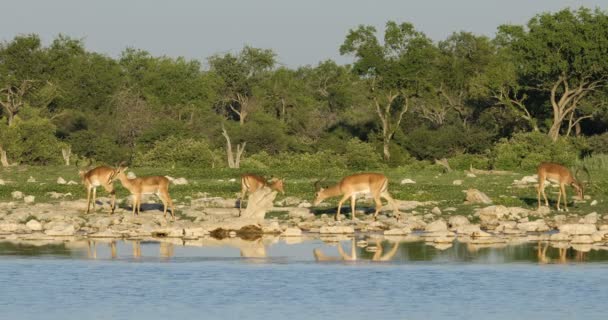 Impala Antelopes Aepyceros Melampus Waterhole Late Afternoon Light Etosha National — Stock Video