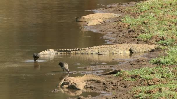 Crocodiles du Nil (Crocodylus niloticus) se prélassant au soleil avec des hadeda ibises, parc national Kruger, Afrique du Sud 