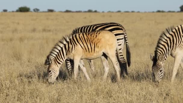 Plains zebras (Equus burchelli) legelő a Mokala Nemzeti Parkban, Dél-Afrika 