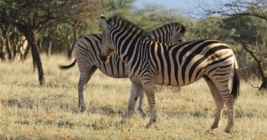 Zebralar (Equus burchelli) doğal yaşam alanı, Mokala Ulusal Parkı, Güney Afrika