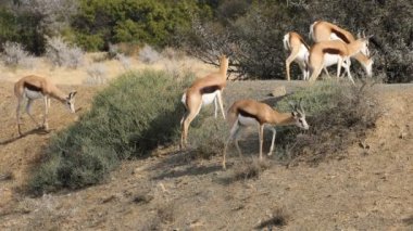 Springbok antilopları (Antidorcas marsupialis) doğal habitatta, Güney Afrika