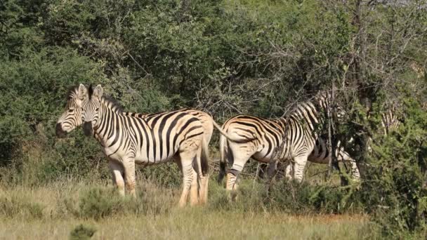 Równiny Zebry Equus Burchelli Siedlisku Przyrodniczym Park Narodowy Mokala Republika — Wideo stockowe
