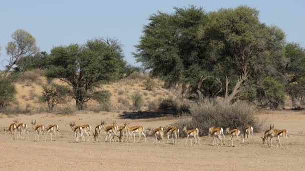 Paisagem Com Uma Manada Antílopes Springbok Antidorcas Marsupialis Deserto Kalahari — Vídeo de Stock