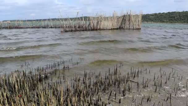 Tradiční Rybí Pasti Tsonga Postavený Kosi Bay Estuary Tongaland Jihoafrická — Stock video