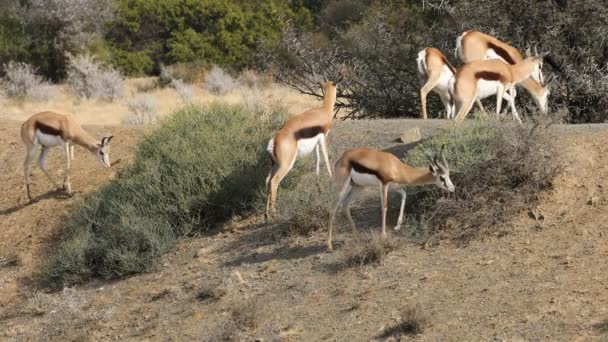 Springbok Antelopes Antidorcas Marsupialis Natural Habitat South Africa — Stock Video