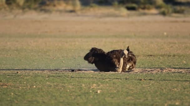 Страус Struthio Camelus Приймає Пилову Ванну Пустелі Калахарі Пар — стокове відео