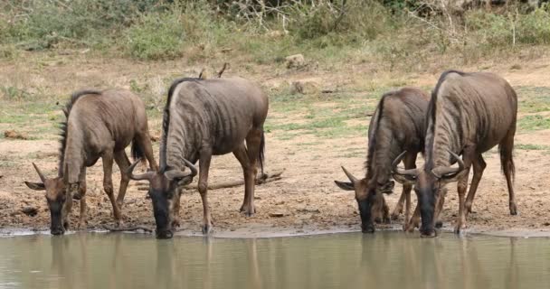 Mavi Wildebeest Connochaetes Taurinus Içme Suyu Mkuze Oyun Ayırmak Güney — Stok video