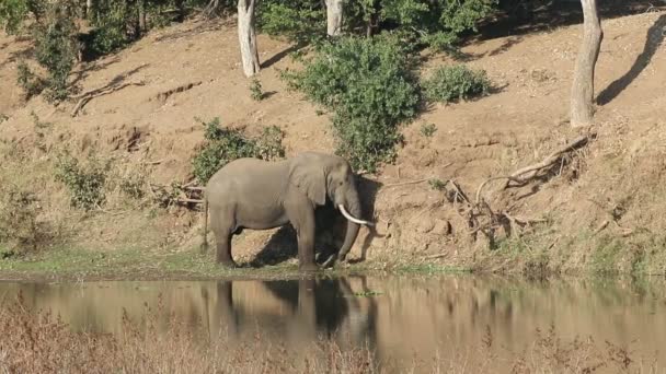 Grande Elefante Touro Africano Loxodonta Africana Alimentando Rio Parque Nacional — Vídeo de Stock
