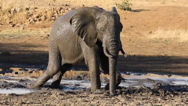 African Bull Elephant Loxodonta Africana Muddy Waterhole Kruger National Park — Stock Video