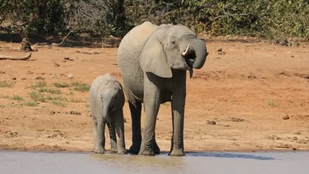 African Elephants Loxodonta Africana Drinking Water Kruger National Park South — Stock Video