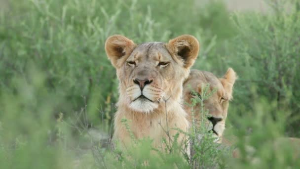 Тревожная Львица Panthera Leo Наблюдающая Своим Окружением Пустыня Калахари Южная — стоковое видео