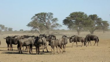 Mavi wildebeest (Connochaetes taurinus) toz, Kalahari Çölü, Güney Afrika sürüsü