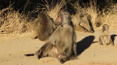 Chacma babunu (Papio ursinus) ailesinin güneşte güneşlenmesi, Kruger Ulusal Parkı, Güney Afrika