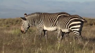 Cape Dağı zebraları (Equus zebra) açık çayırlarda otlar, Zebra Dağı Ulusal Parkı, Güney Afrika