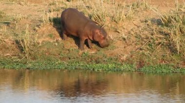 Bir su aygırı (Hippopotamus amfibi) karada beslenir, Kruger Ulusal Parkı, Güney Afrika