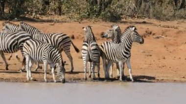 Plains zebra (Equus burchelli) Güney Afrika 'daki Kruger Ulusal Parkı' nda bir su birikintisinde içme suyu