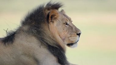 Büyük bir erkek Afrika aslanı portresi (Panthera leo), Kalahari çölü, Güney Afrika