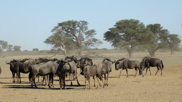 群的蓝羚羊 斑纹角马 在尘埃中 喀拉哈里沙漠 — 图库视频影像