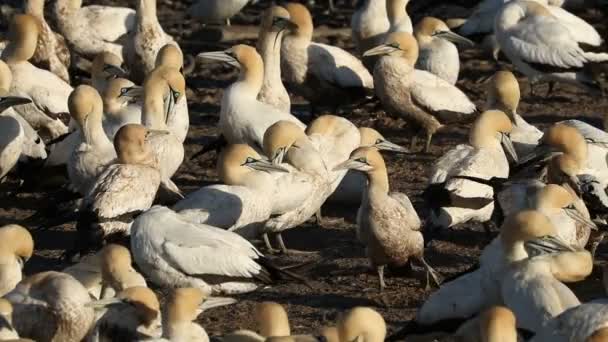 Colony Breeding Cape Gannets Morus Capensis Bird Island Lamberts Bay — Stock Video