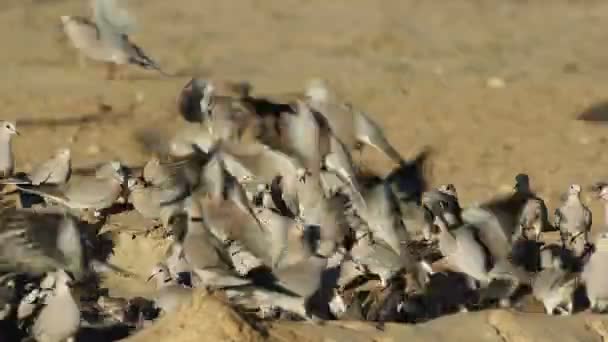 Cape Teknős Galambok Streptopelia Capicola Gyülekeznek Egy Víznyelő Kalahári Sivatag — Stock videók