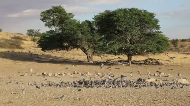 Tourterelles Cap Streptopelia Capicola Rassemblant Dans Trou Eau Désert Kalahari — Video