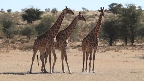 Deux taureaux girafes (Giraffa camelopardalis) combattant, désert du Kalahari, Afrique du Sud