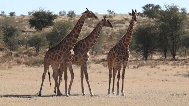 Dois Touros Girafa Giraffa Camelopardalis Lutando Deserto Kalahari África Sul — Vídeo de Stock