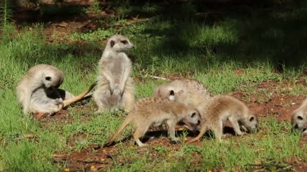 Meerkat Suricata Suricatta Familie Foerageren Natuurlijke Habitat Zuid Afrika — Stockvideo