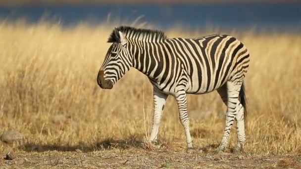 Llanuras Pastoreo Cebra Equus Burchelli Parque Nacional Pilanesberg Sudáfrica — Vídeo de stock