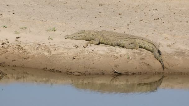 Ένας Κροκόδειλος Νείλου Crocodylus Niloticus Basking Στον Ήλιο Εθνικό Πάρκο — Αρχείο Βίντεο