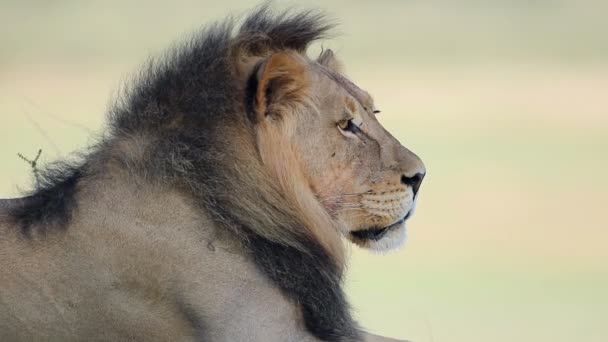 Retrato Gran León Africano Panthera Leo Desierto Kalahari Sudáfrica — Vídeos de Stock