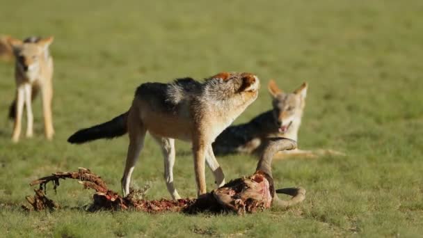 Fekete Hátú Sakálok Canis Mesomelas Amelyek Egy Antilop Maradványait Gyűjtik — Stock videók