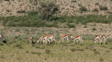 Antidorcas marsupialis (Antidorcas marsupialis) doğal habitat sürüsü, Kalahari, Güney Afrika