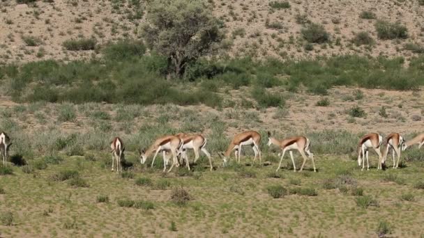 南アフリカ共和国カラハリ Kalahari の自然生息地における春のボクアンテロープ Antidorcas Marsuialis の群れ — ストック動画