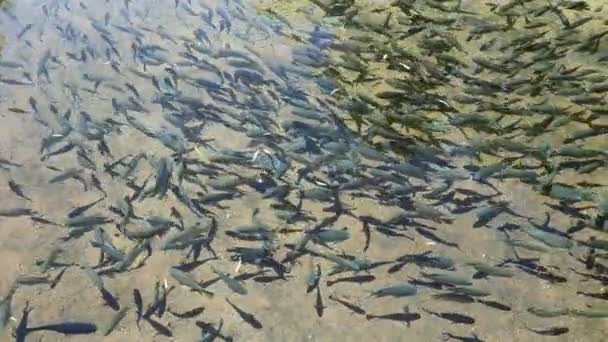 Schwarm Von Tilapia Fischen Schwimmt Klaren Wasser Eines Süßwasserteiches — Stockvideo