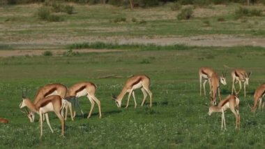 Springbok antilop (Antidorcas marsupialis) besleme, Kalahari, Güney Afrika sürüsü