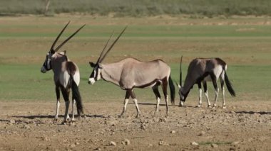 Gemsbok antilopları (Oryx gazella) tuzlu toprak, Kalahari çölü, Güney Afrika