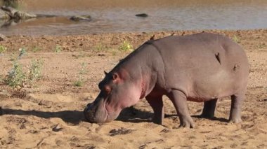 Bir su aygırı (Hippopotamus amfibi) suyun dışında, Kruger Ulusal Parkı, Güney Afrika