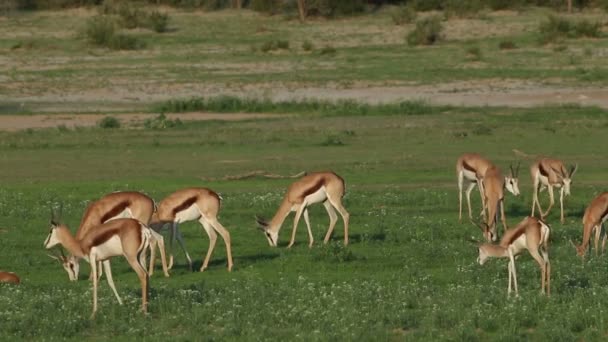 Manada Antílopes Springbok Antidorcas Marsupialis Alimentándose Kalahari Sudáfrica — Vídeos de Stock