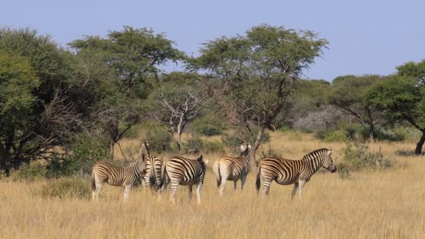 Flachzebras Equus Burchelli Natürlichem Lebensraum Mokala Nationalpark Südafrika — Stockvideo