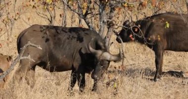 Bir Afrika bufalosu (Syncerus caffer) bir ağaca sürtünüyor, Kruger Ulusal Parkı, Güney Afrika