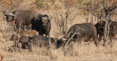 Afrika bufaloları (Syncerus caffer) doğal habitat, Kruger Ulusal Parkı, Güney Afrika