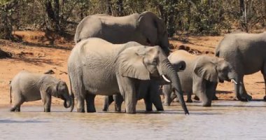 Afrika filleri (Loxodonta africana) içme suyu, Kruger Ulusal Parkı, Güney Afrika