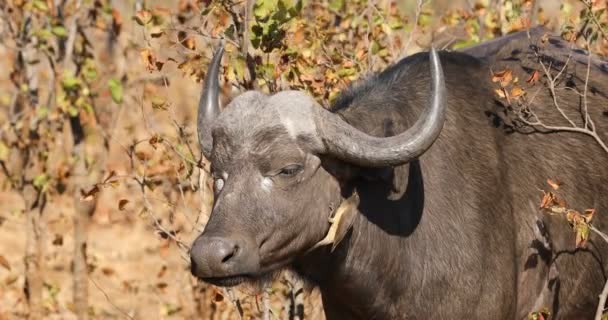 Portret Afryki Buffalo Syncerus Caffer Oxpecker Ptak Kruger National Park — Wideo stockowe