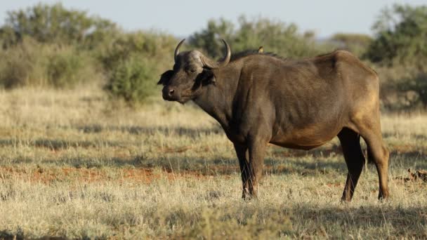 Búfalo Africano Syncerus Caffer Com Ave Pica Pau Mokala National — Vídeo de Stock