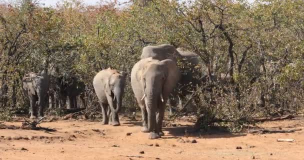 Herd Van Afrikaanse Olifanten Loxodonta Africana Wandelen Natuurlijke Habitat Kruger — Stockvideo