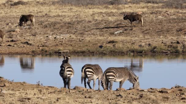 Cebras Montaña Del Cabo Equus Zebra Ñus Negro Pozo Agua — Vídeo de stock